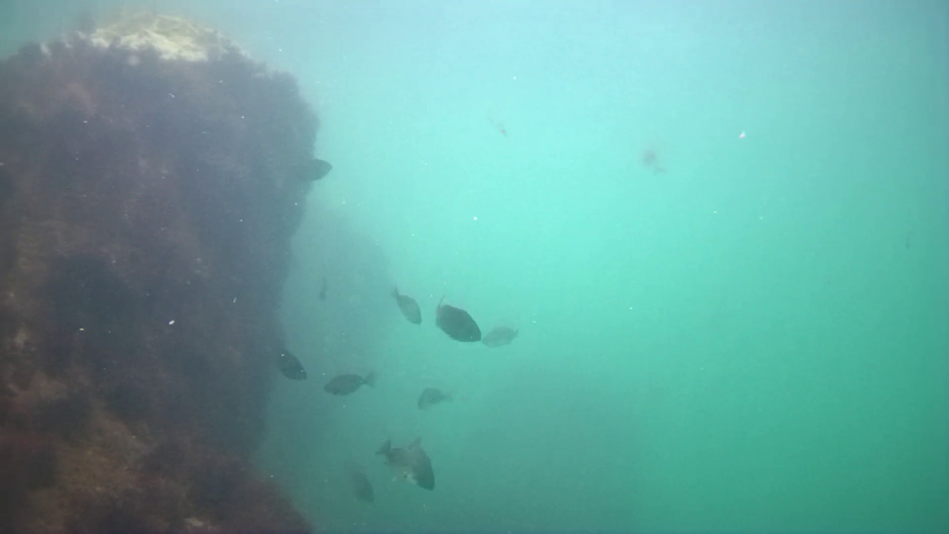 小稲港　釣り　水中映像