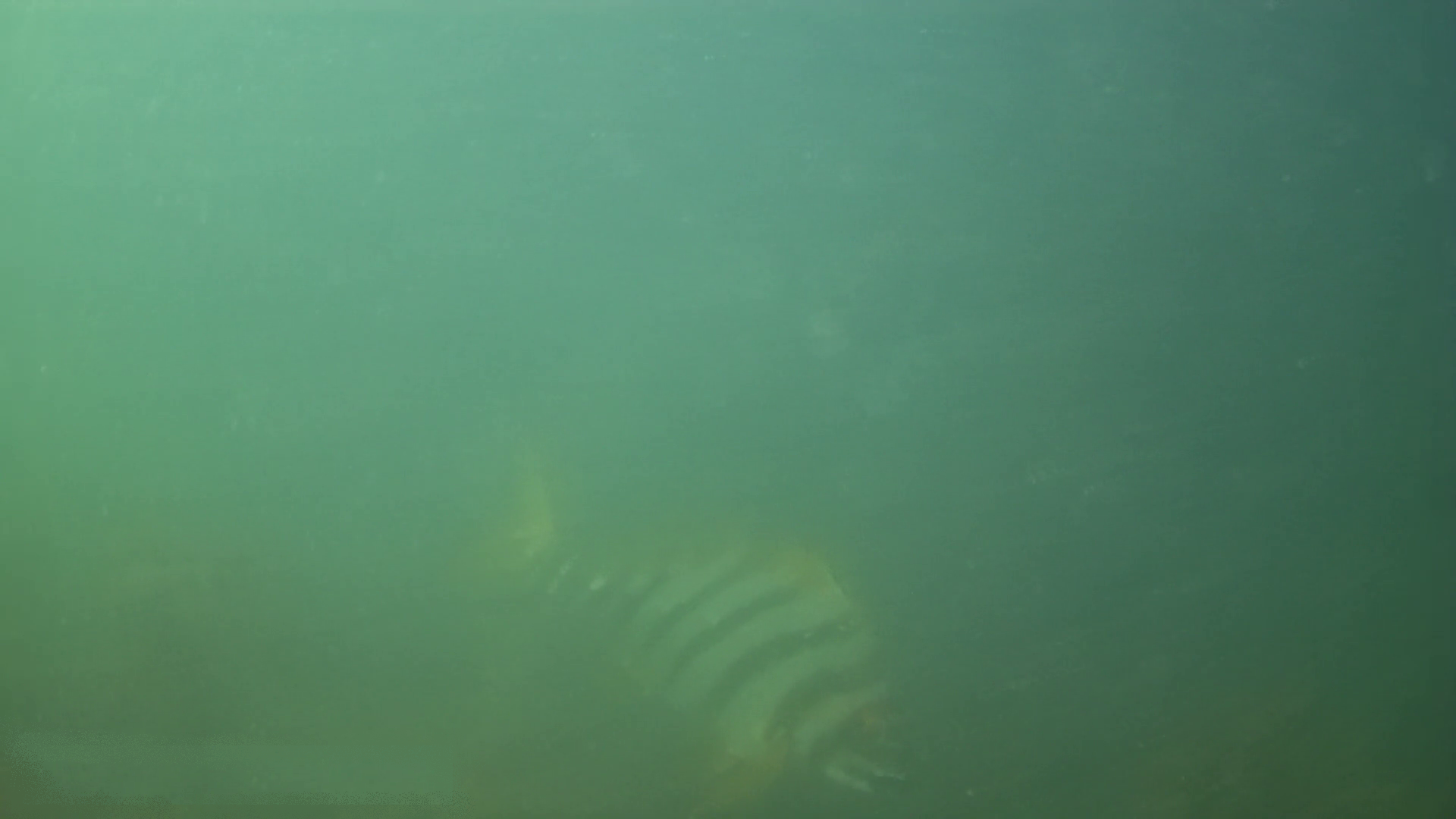 下田 まどが浜海遊公園 釣り 水中映像