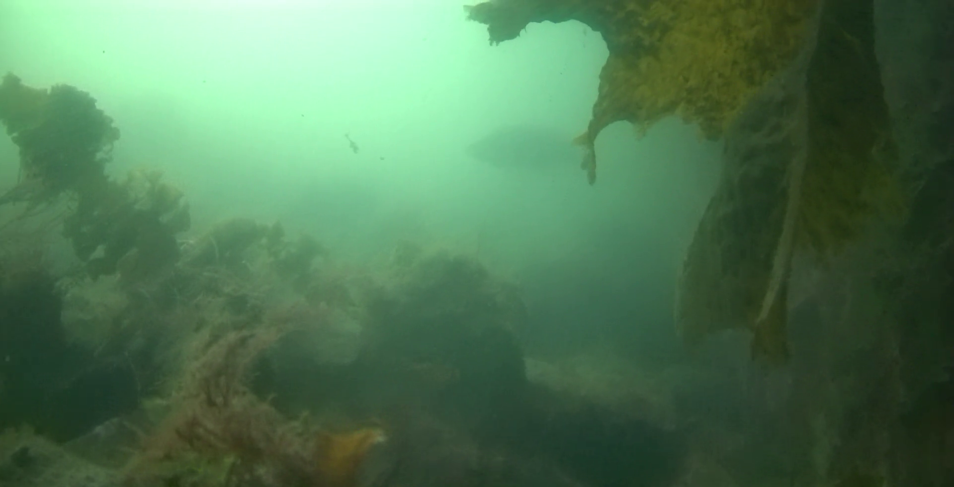 下田 まどが浜海遊公園 釣り 水中映像