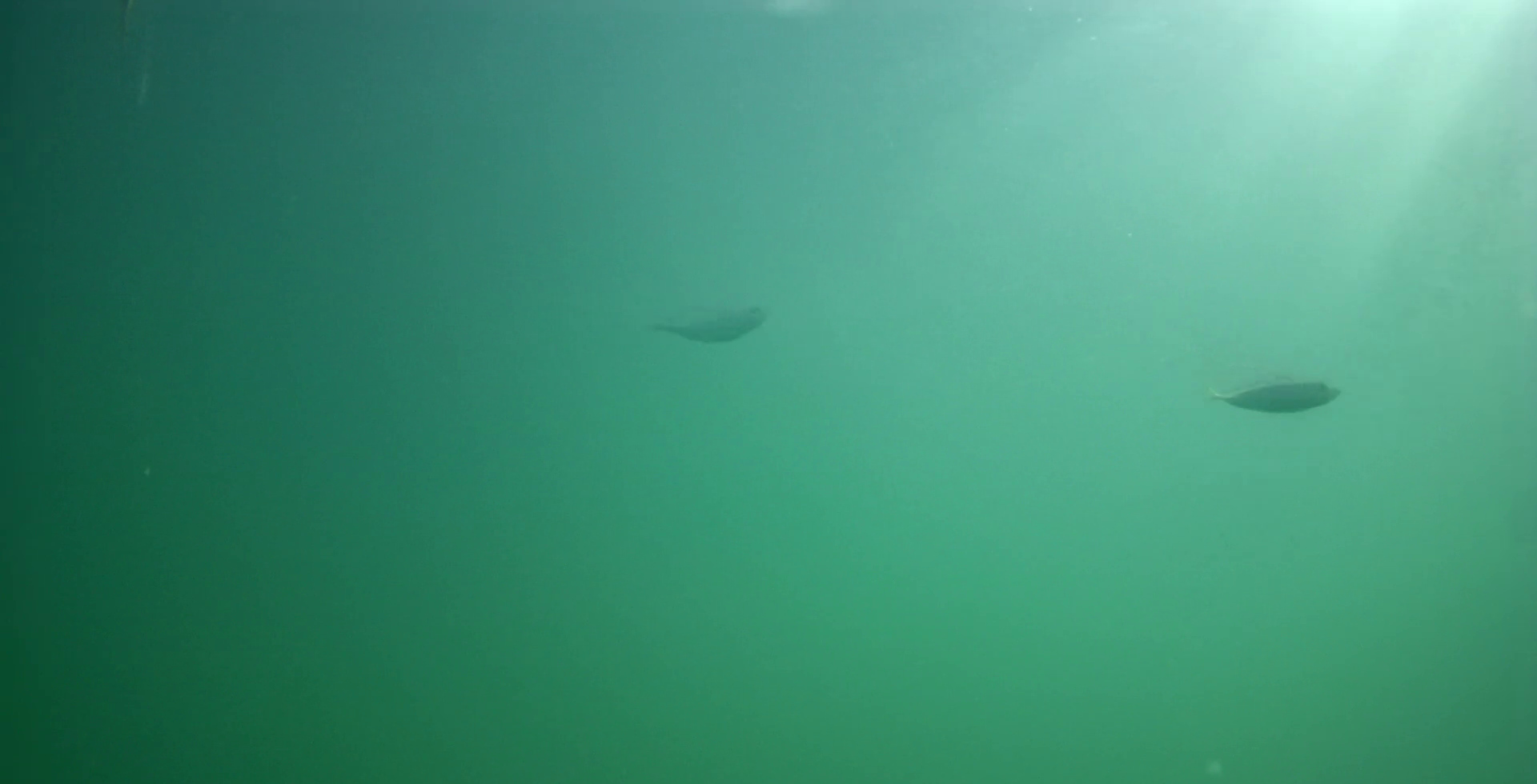 下田 まどが浜海遊公園 釣り 水中映像