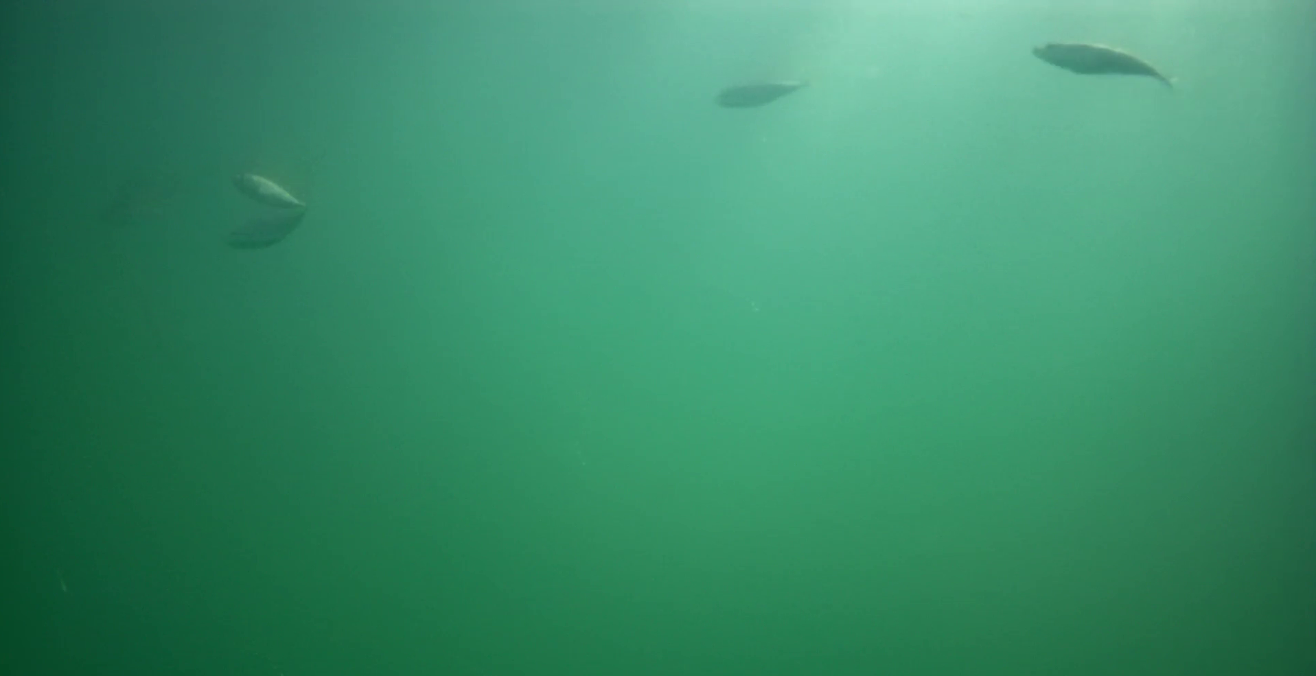 下田 まどが浜海遊公園 釣り 水中映像