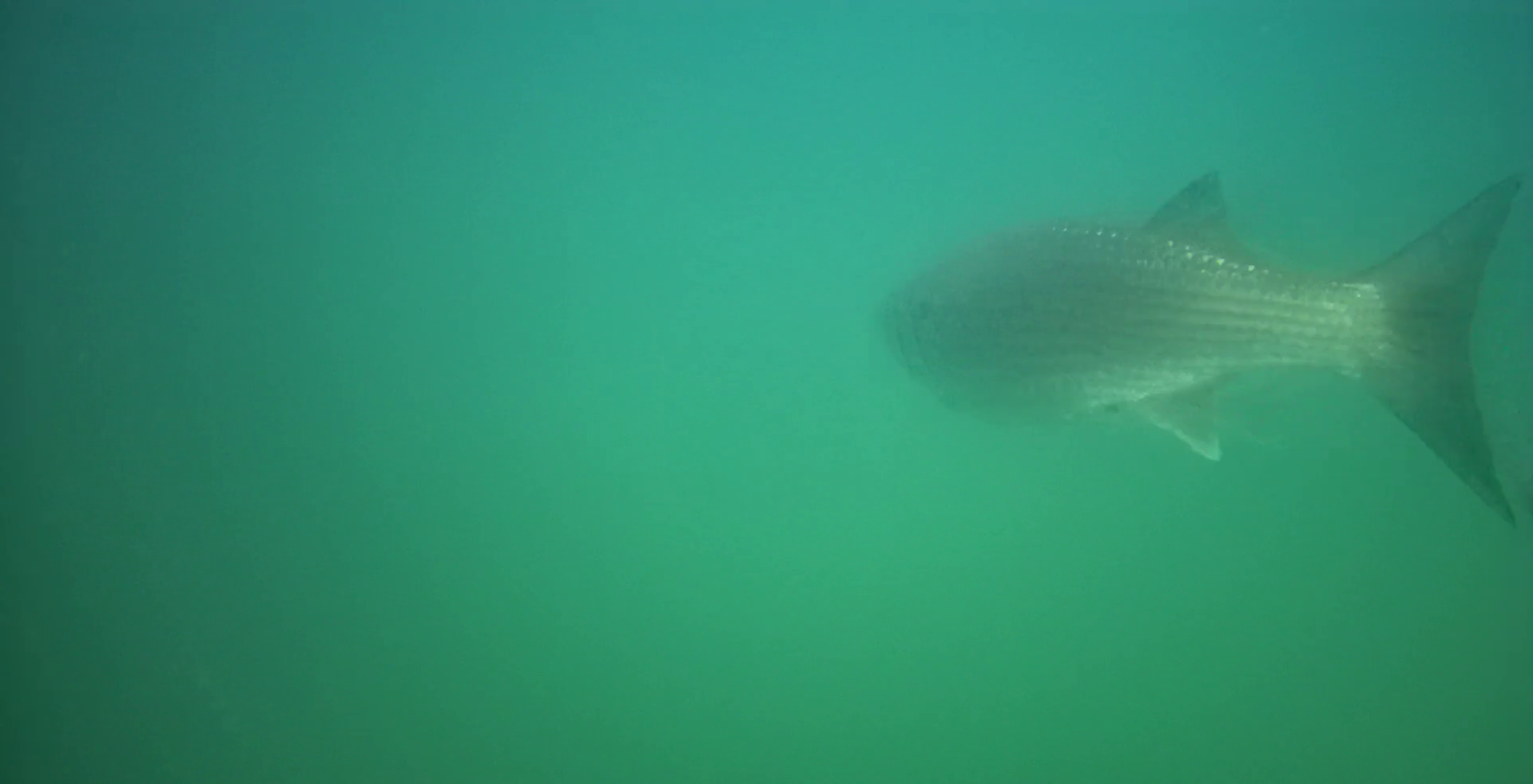 下田 まどが浜海遊公園 釣り 水中映像