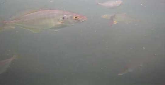 名倉漁港　釣り　水中映像