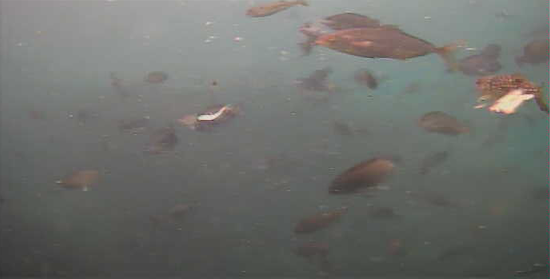 南房総　フローラルホール下の磯　釣り　水中映像