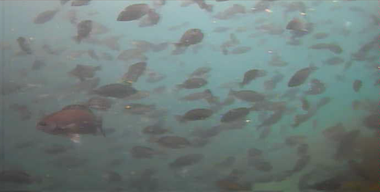 南房総　フローラルホール下の磯　釣り　水中映像