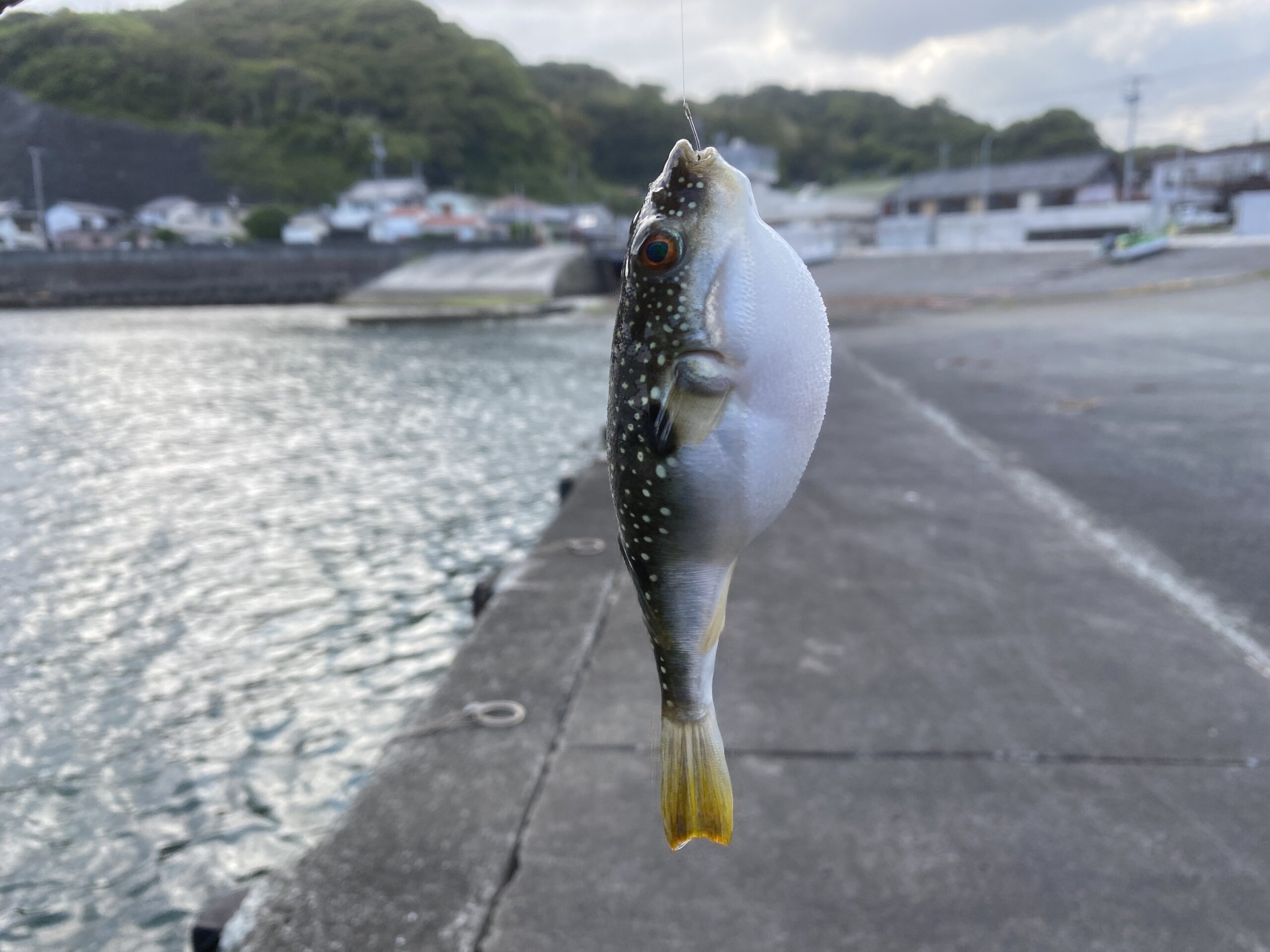 下流漁港　釣り