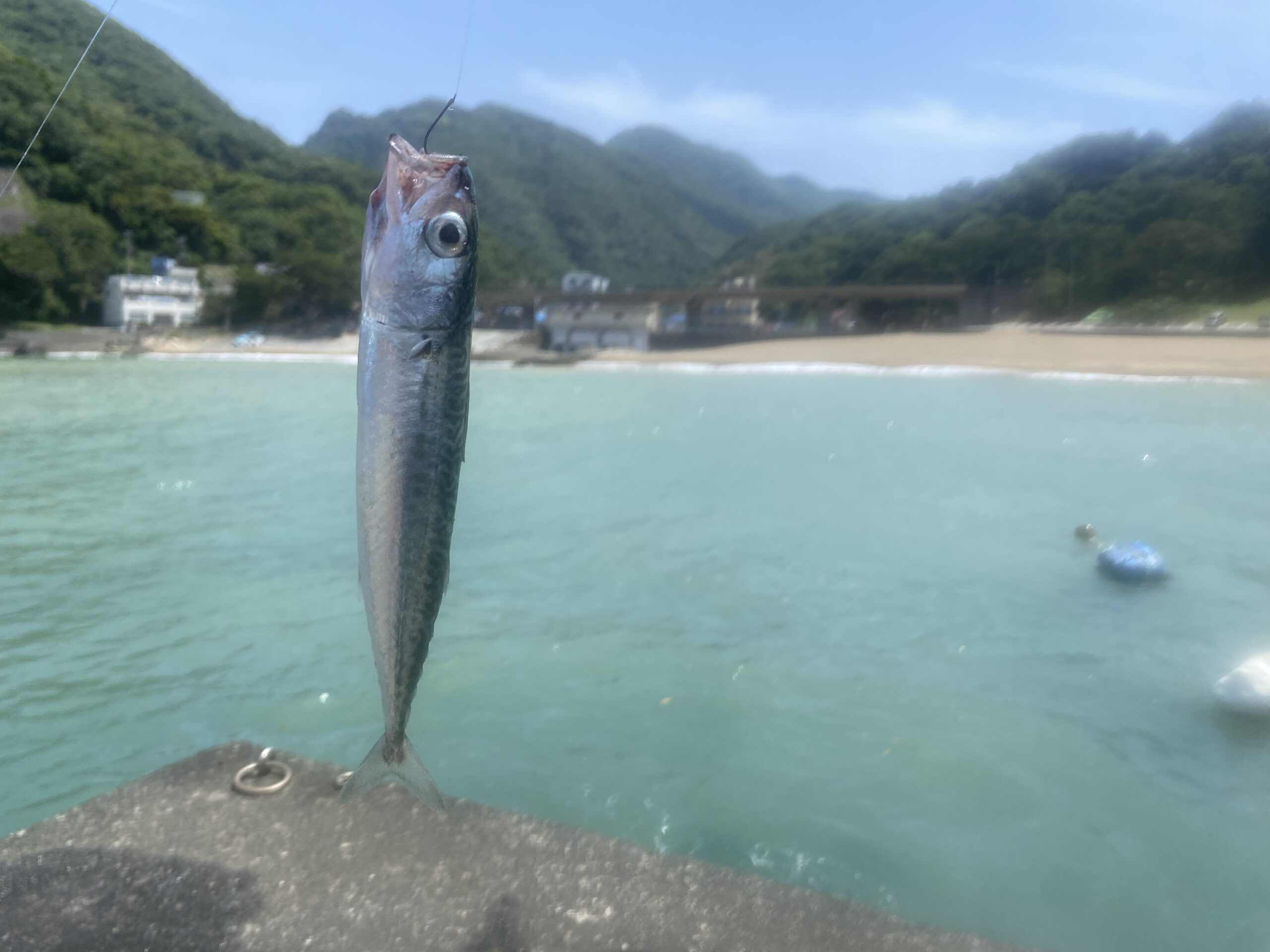 雲見漁港　釣り