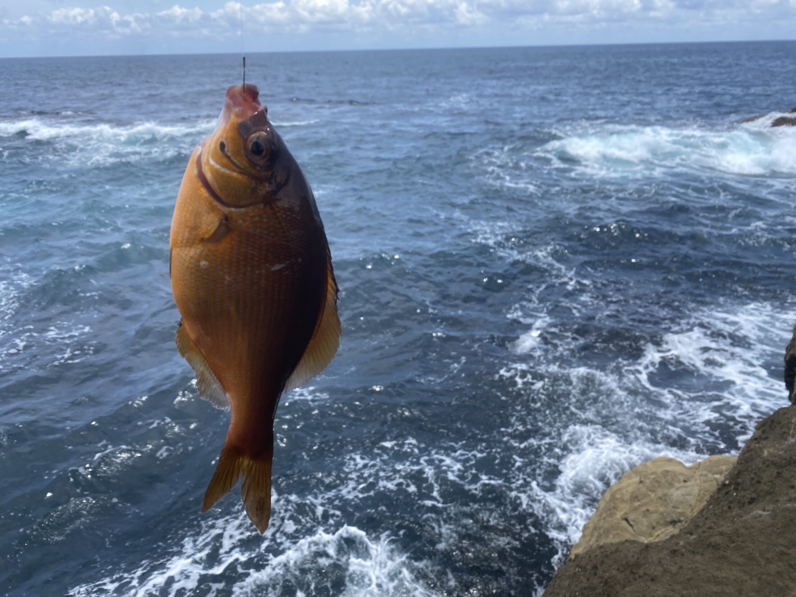 長島＆黒島　釣果