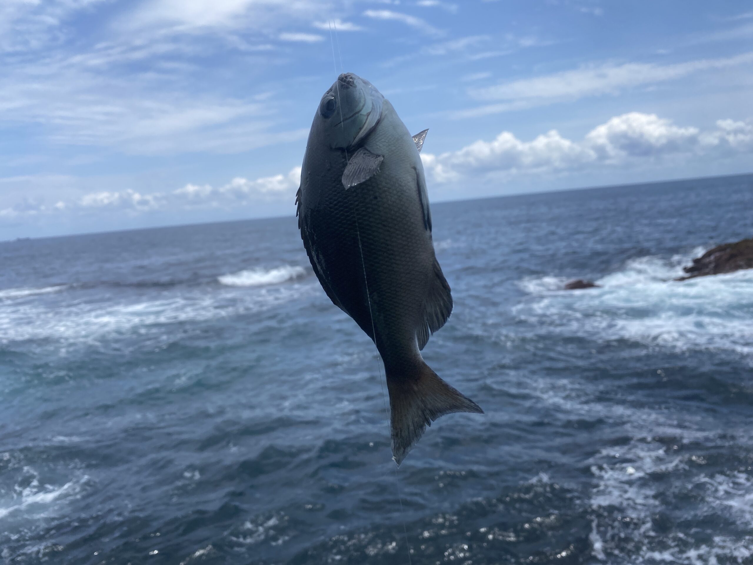 長島＆黒島　釣果