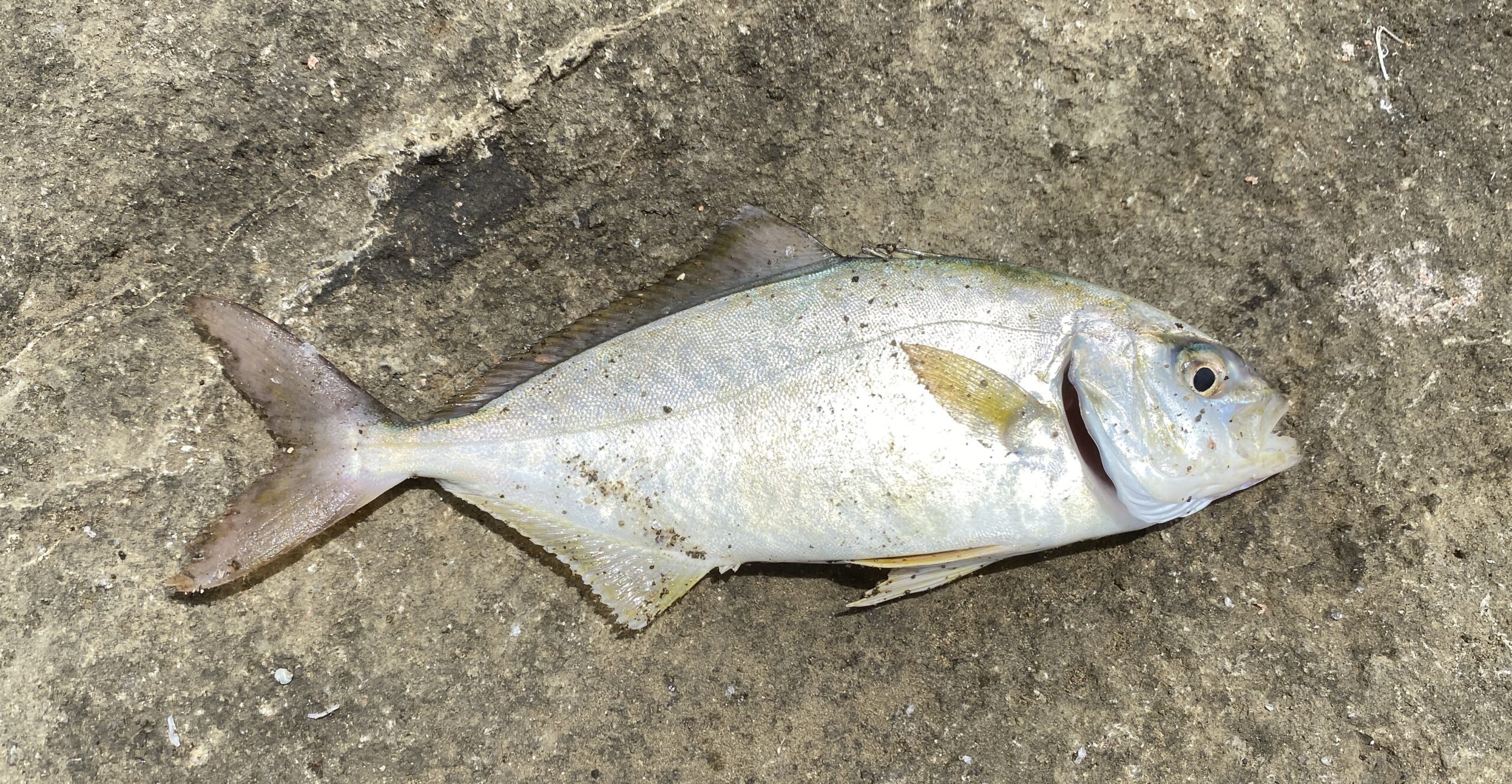 南房総 フローラルホール下の磯 釣果 ショゴ
