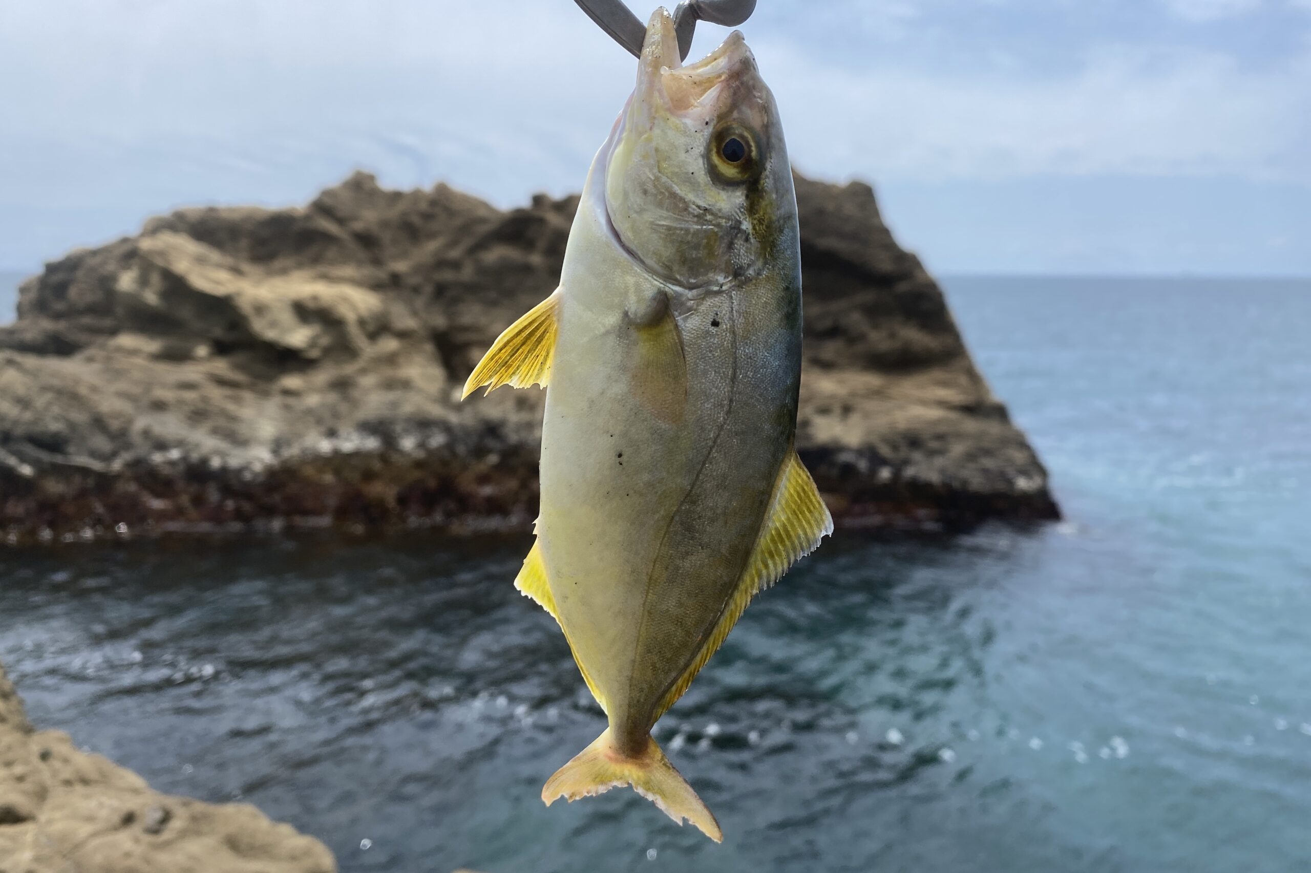 南房総 フローラルホール下の磯 釣果 カンパチ