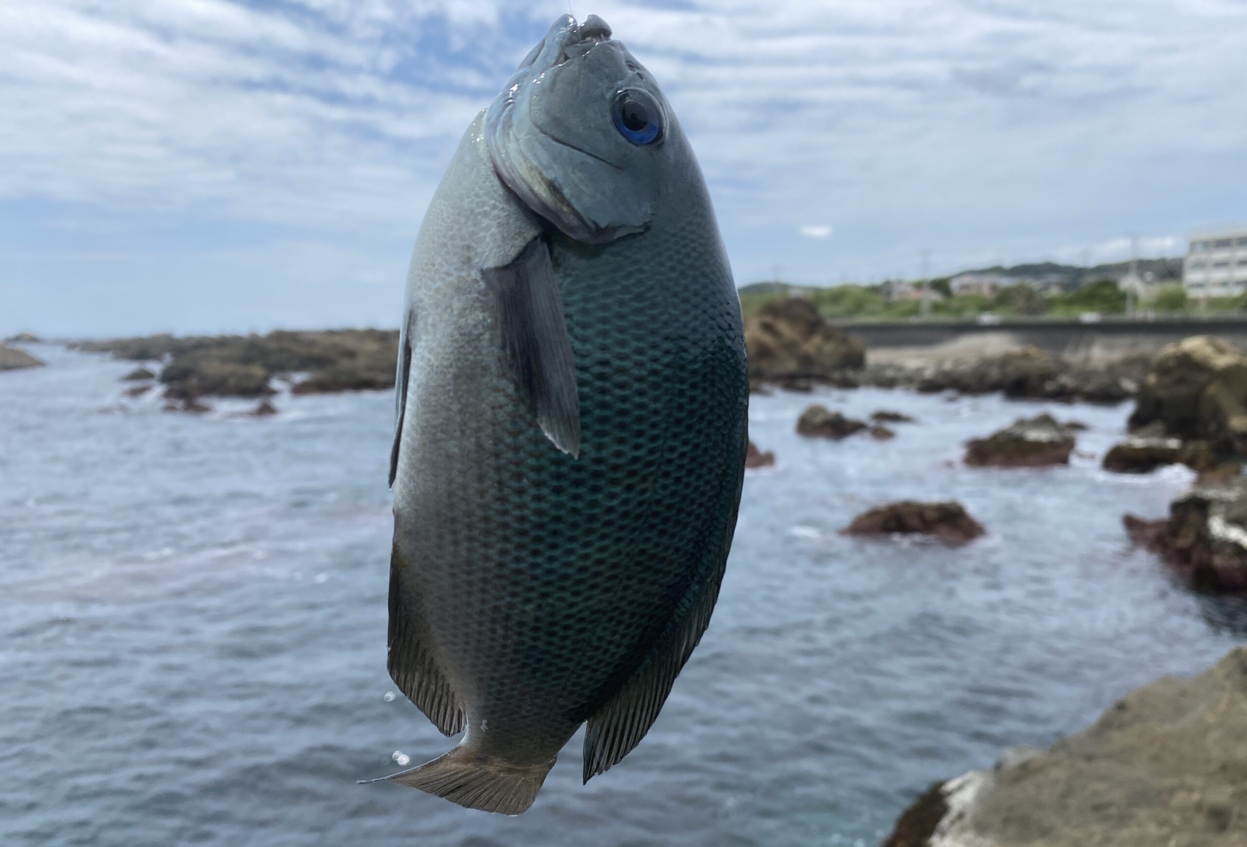 南房総 フローラルホール下の磯 釣果 メジナ