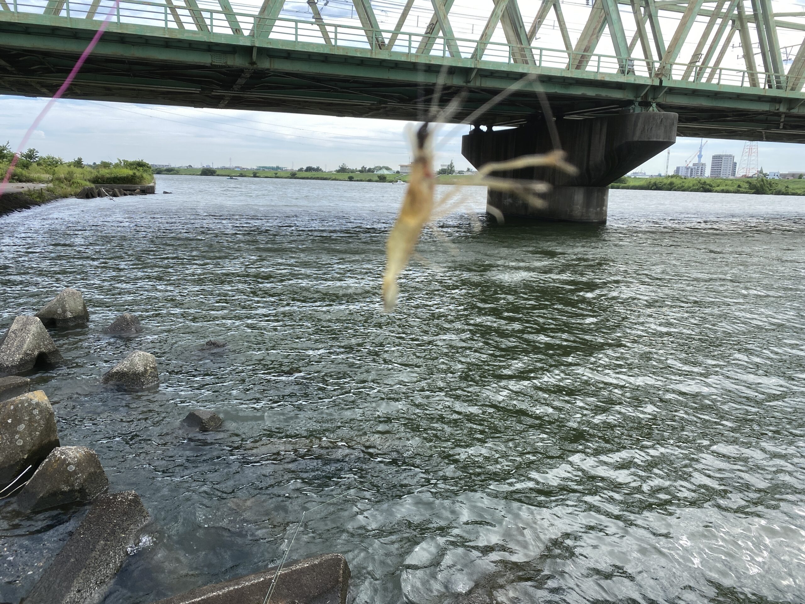 テナガエビ釣り　江戸川　さくら堤公園