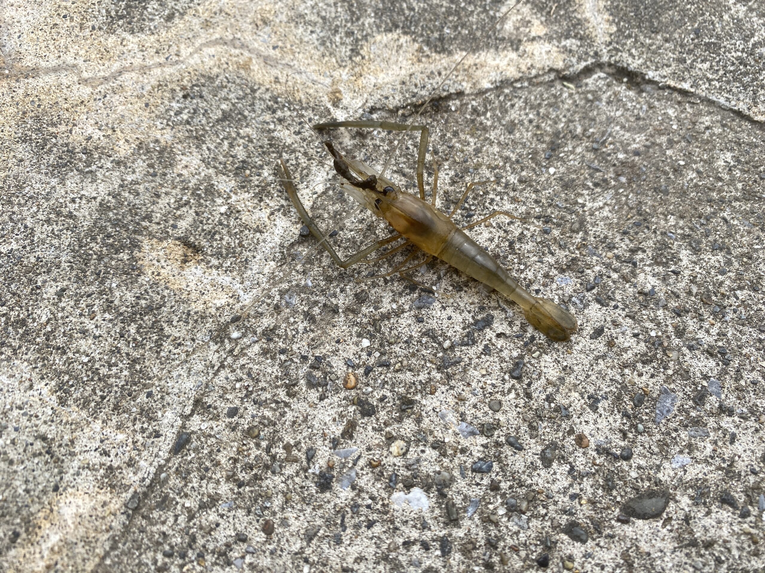 テナガエビ釣り　江戸川　さくら堤公園