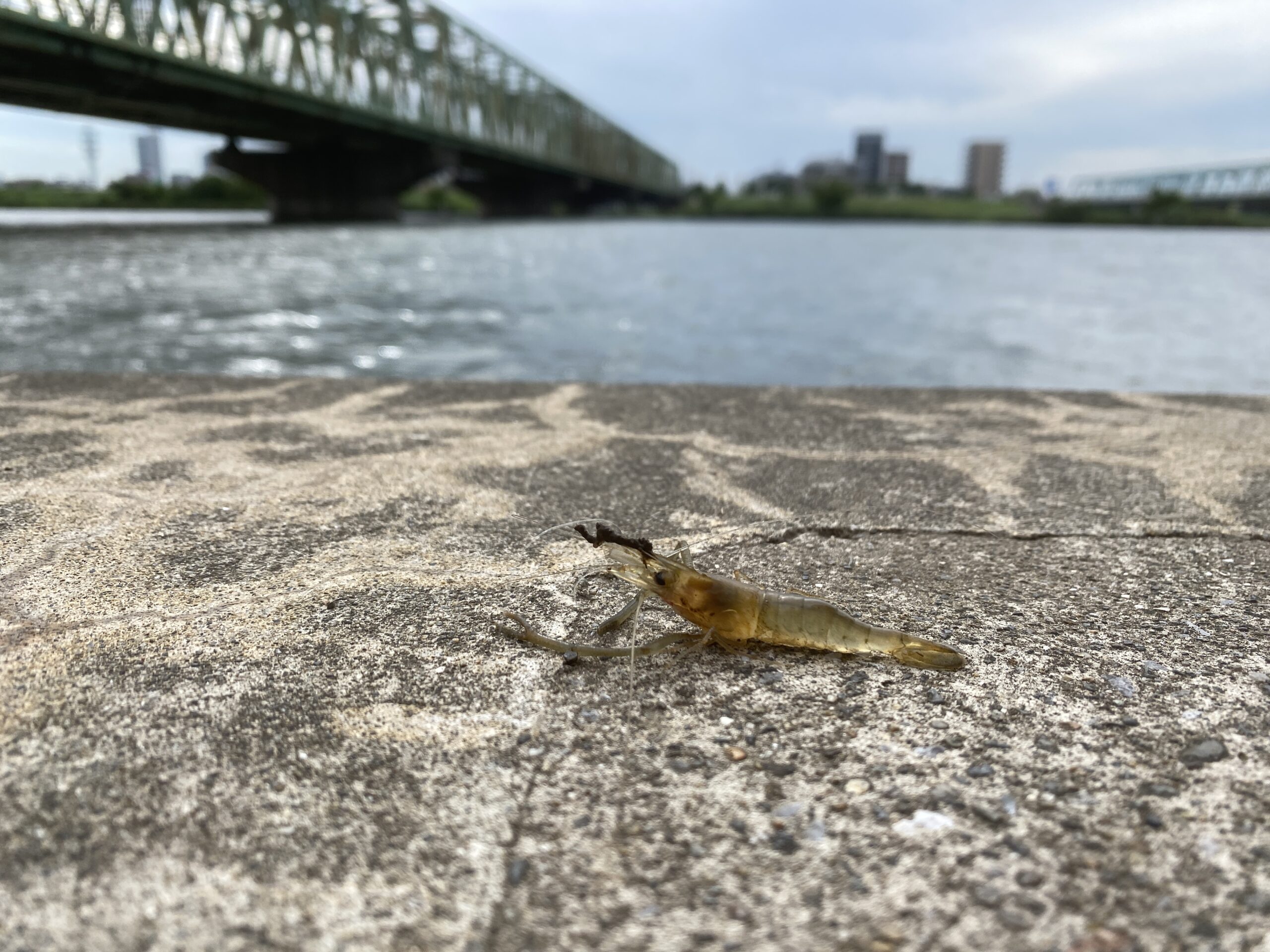テナガエビ釣り　江戸川　さくら堤公園