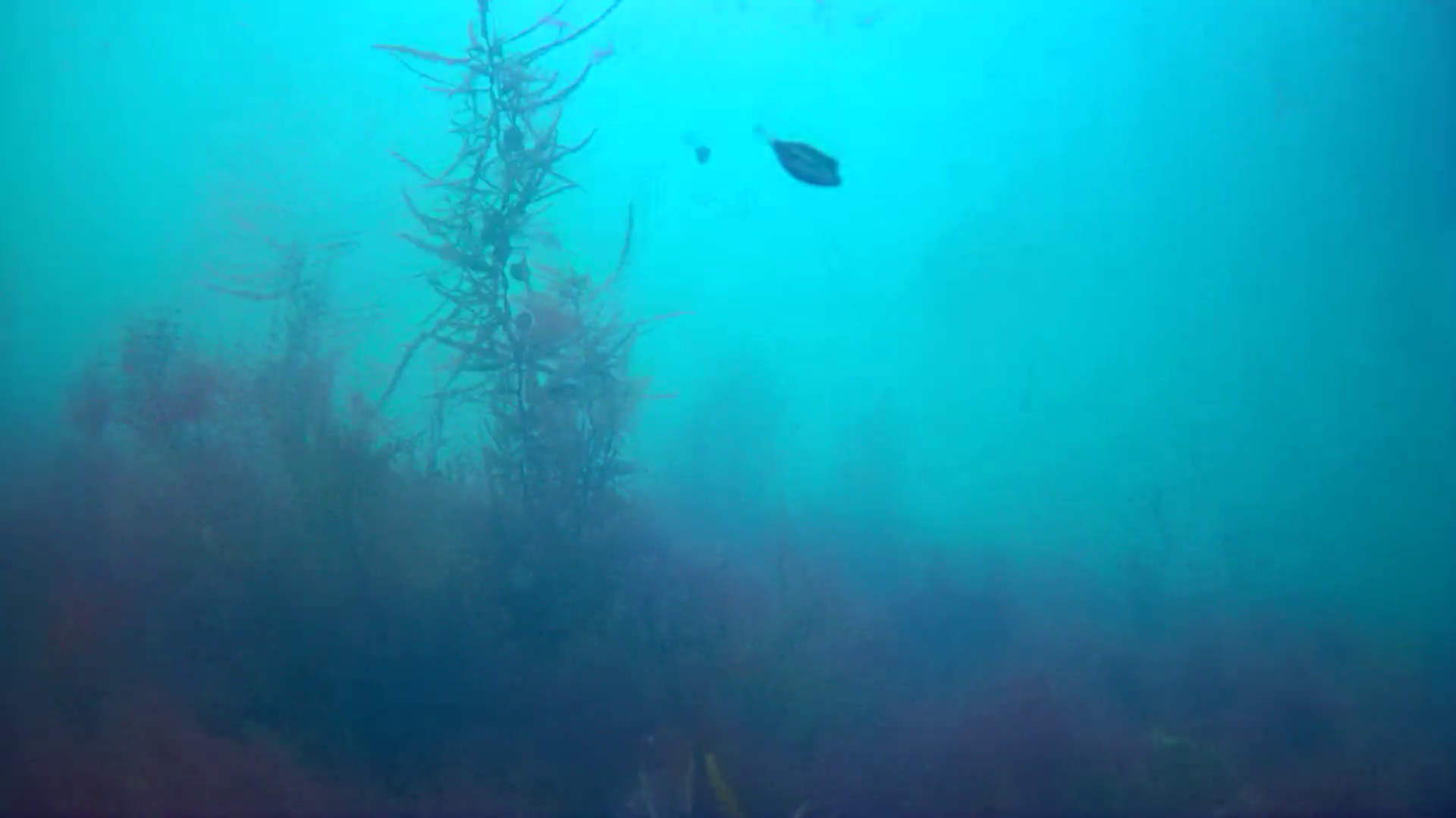 下流漁港　釣り　水中映像