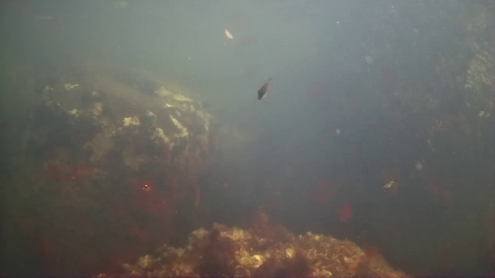 下流漁港　釣り　水中映像