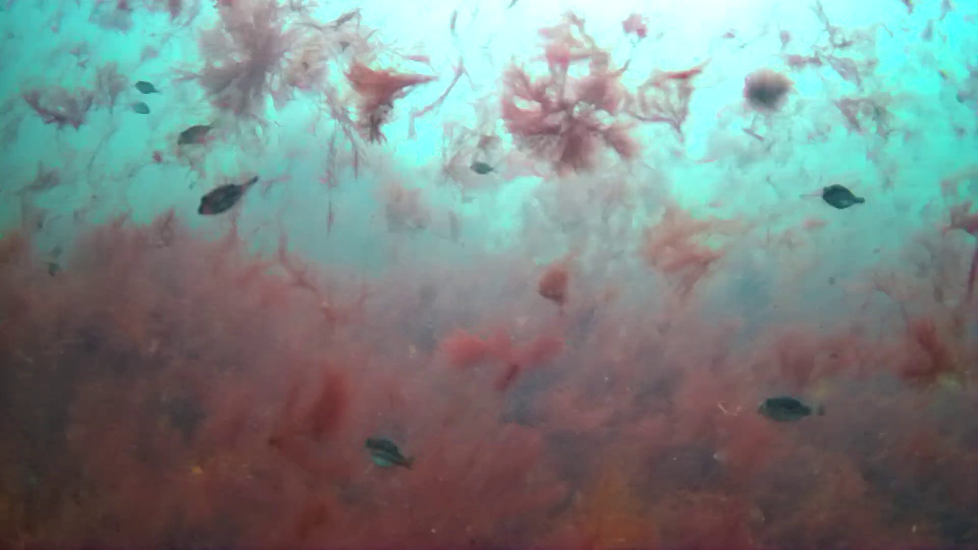 下流漁港　釣り　水中映像