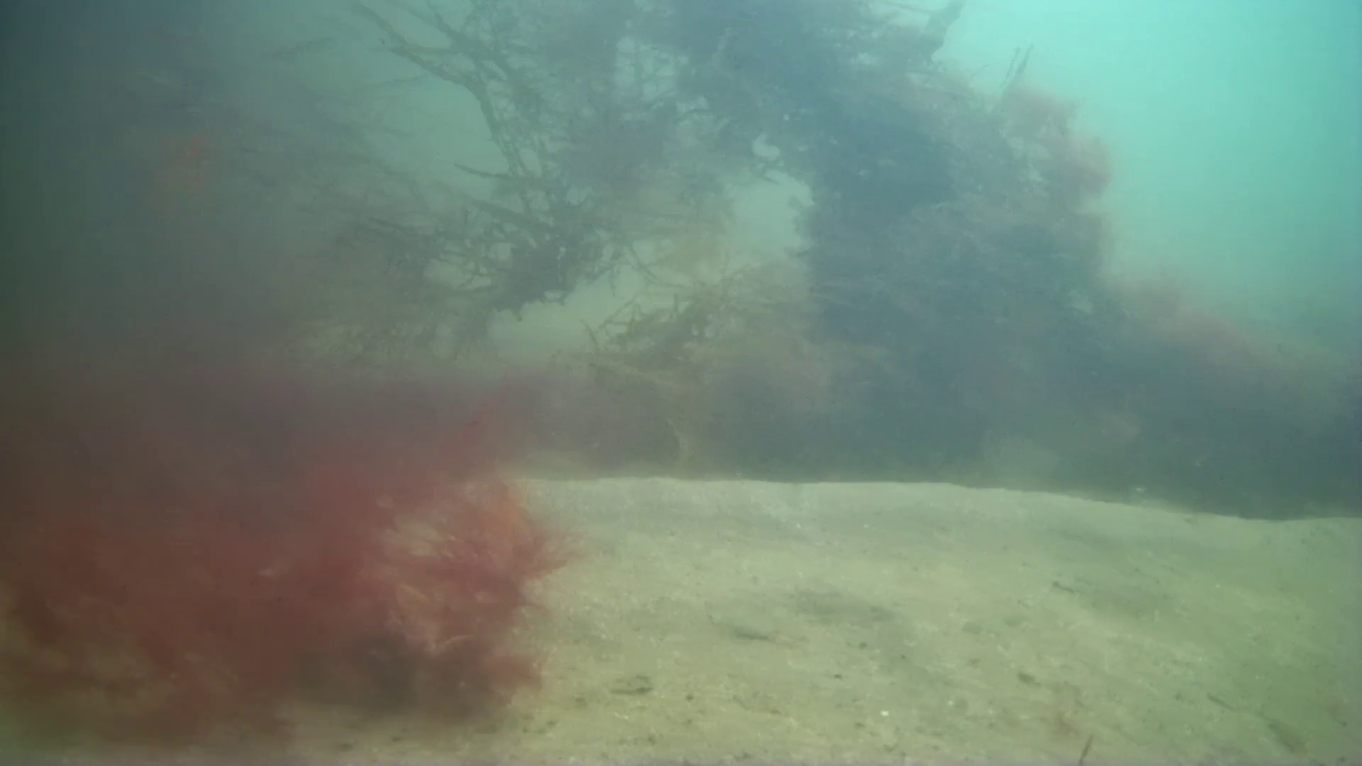 下流漁港　釣り　水中映像