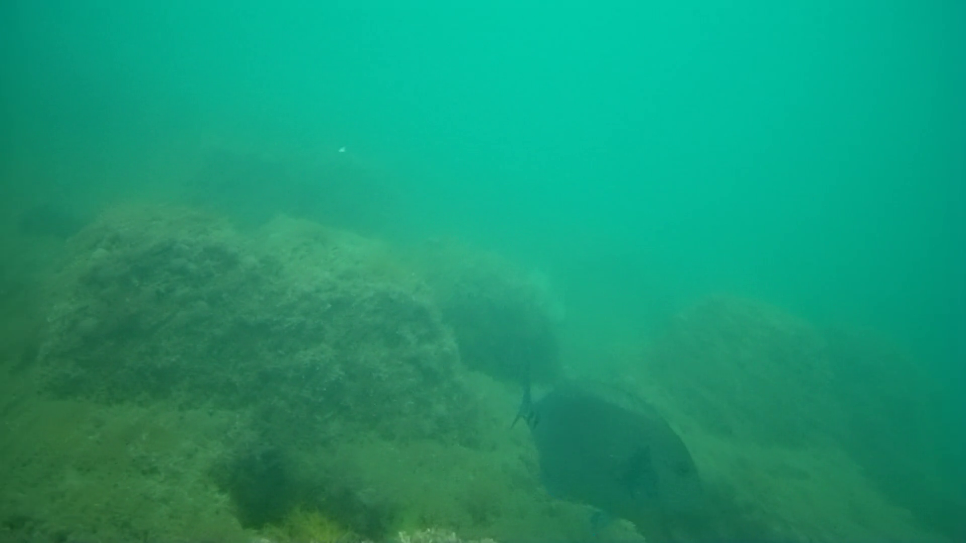 雲見漁港　釣り　水中映像
