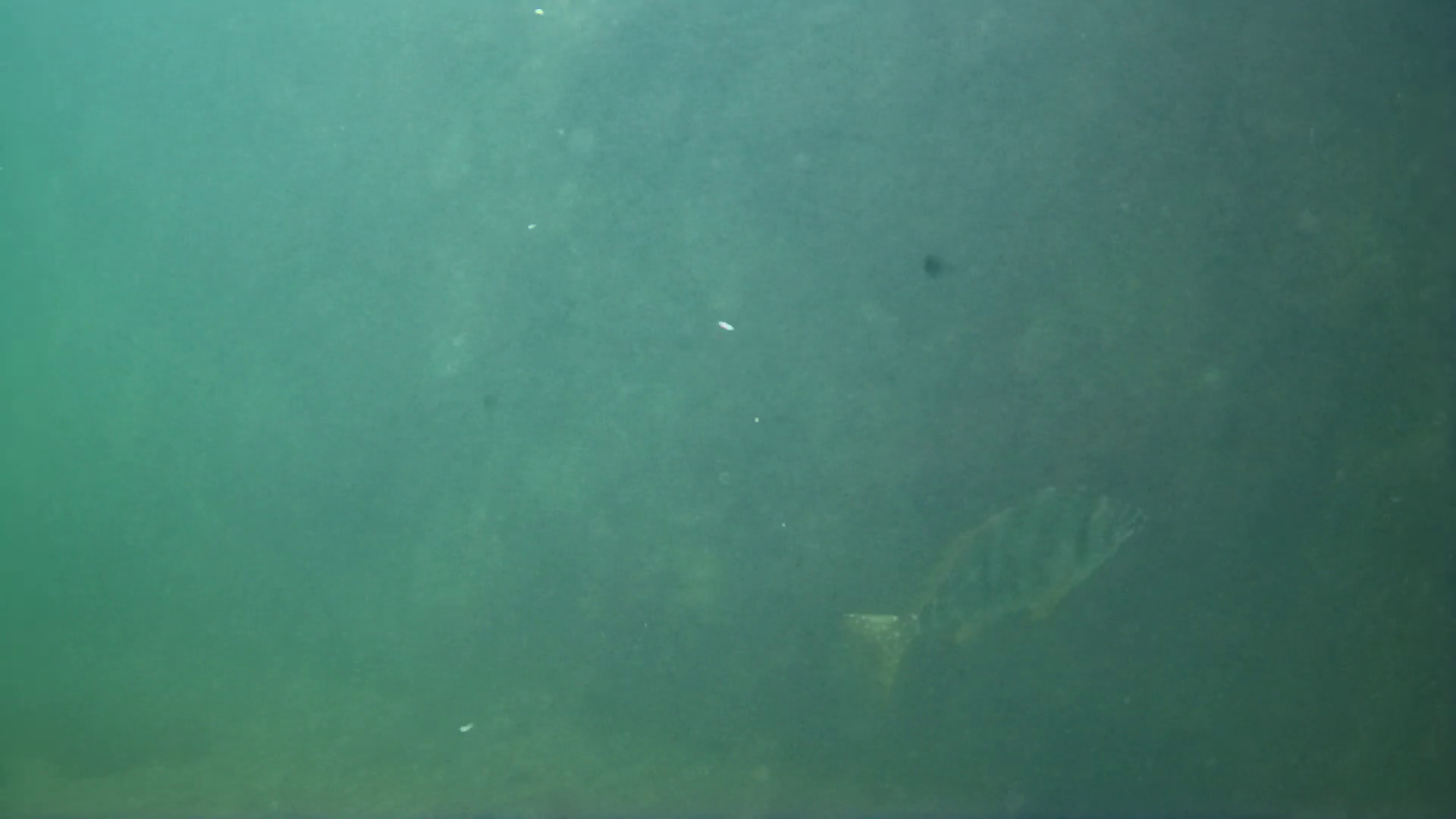 雲見漁港　釣り　水中映像