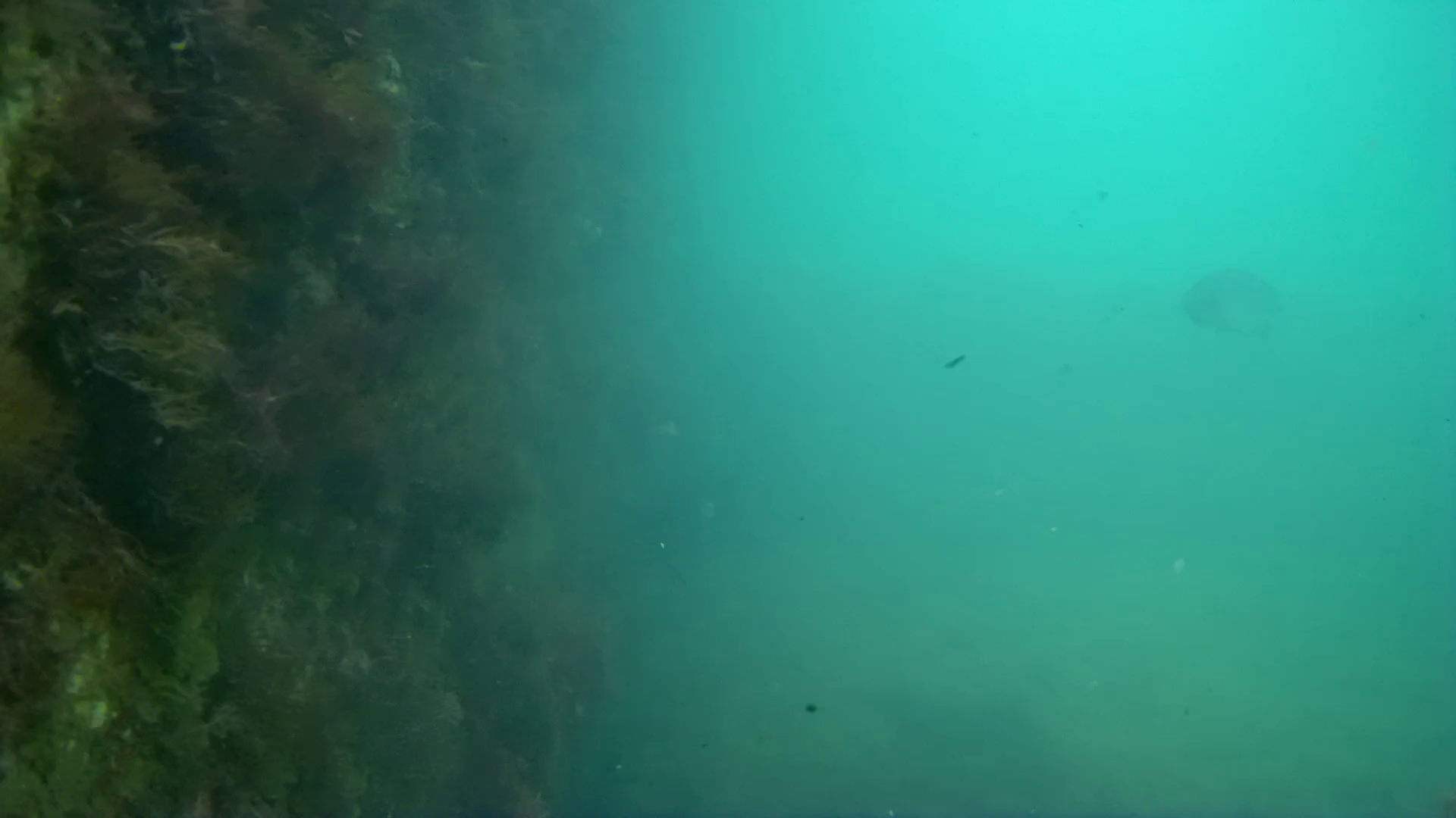 雲見漁港　釣り　水中映像