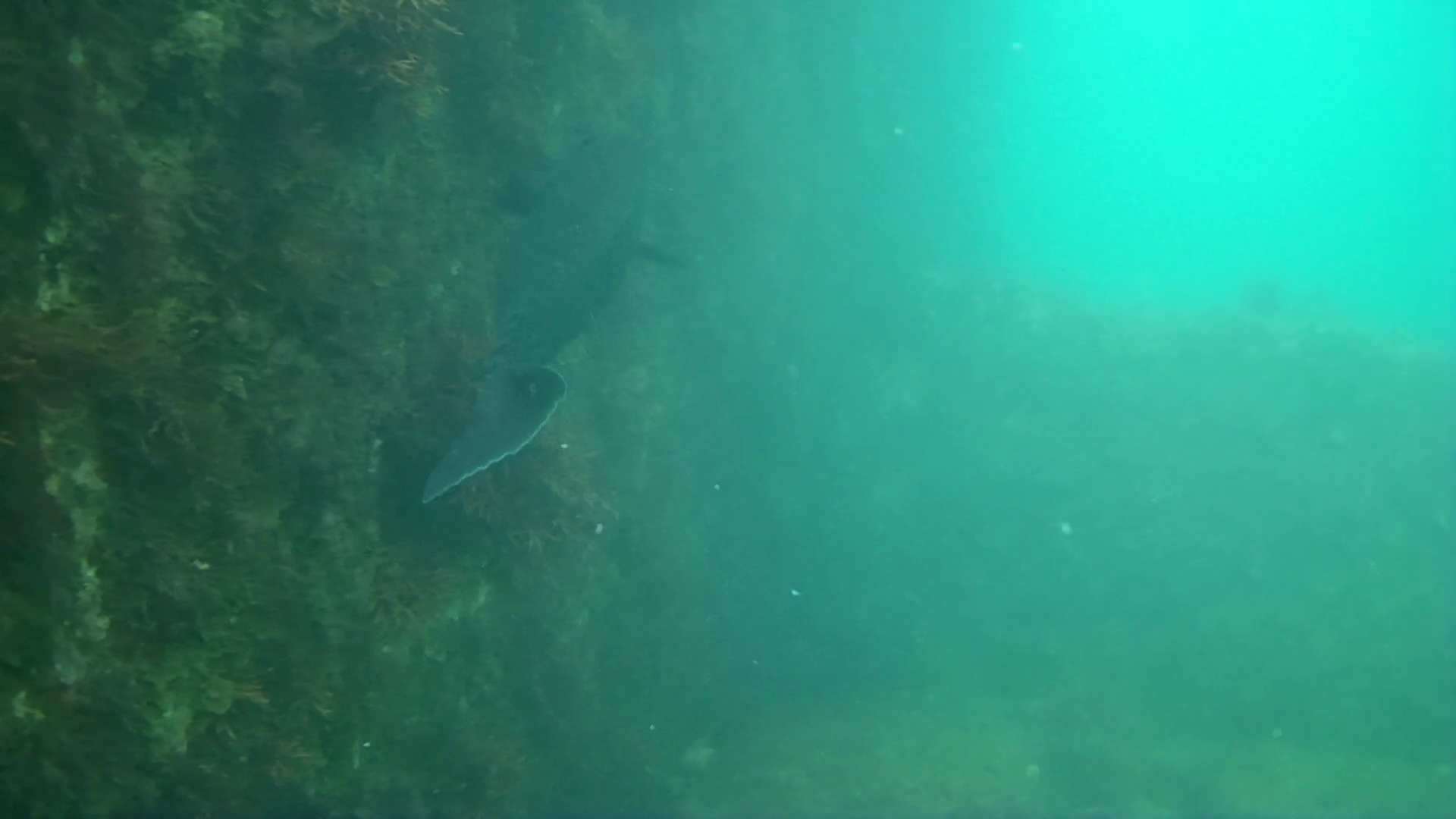 雲見漁港　釣り　水中映像
