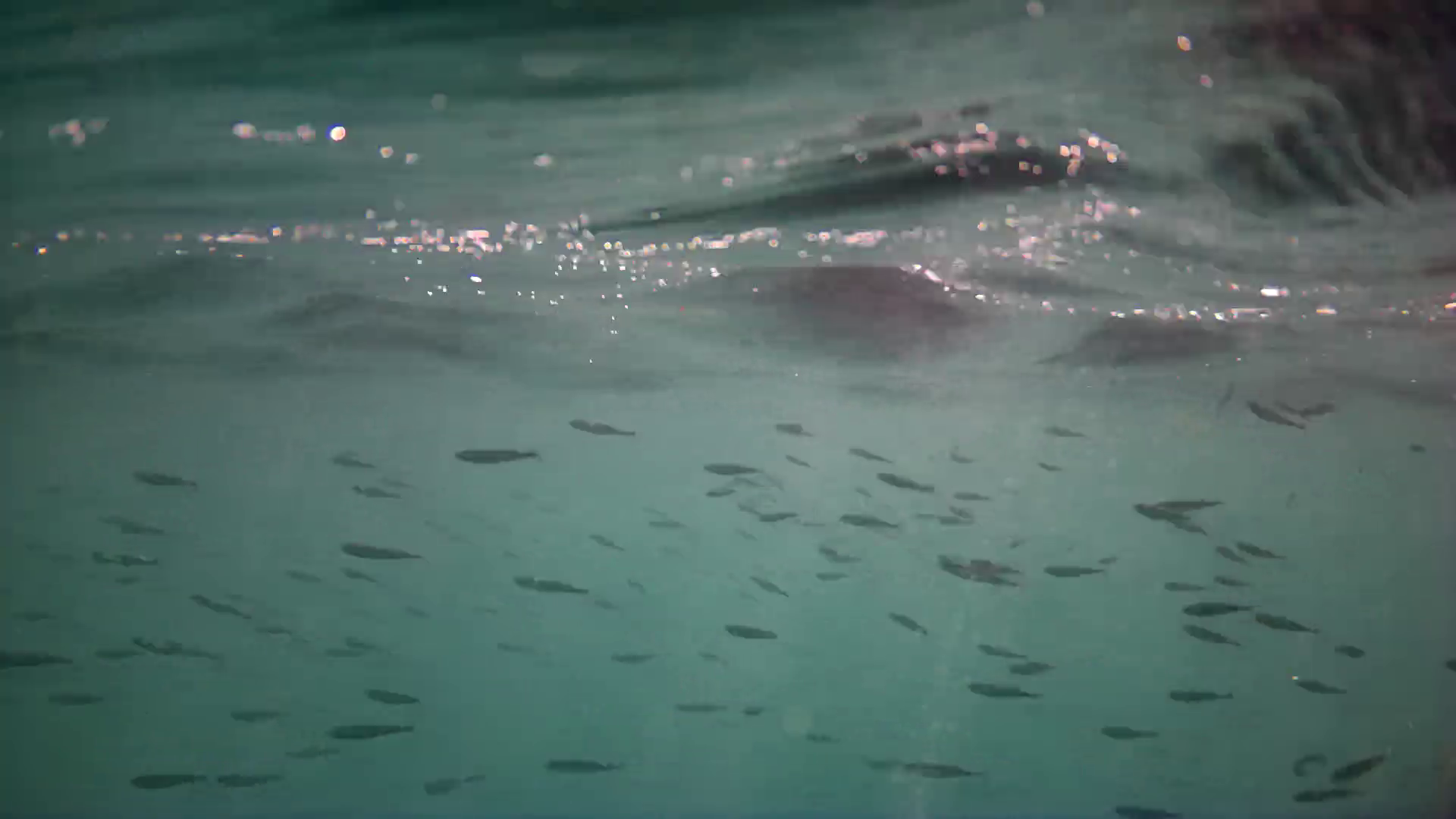 石部漁港　釣り　水中写真