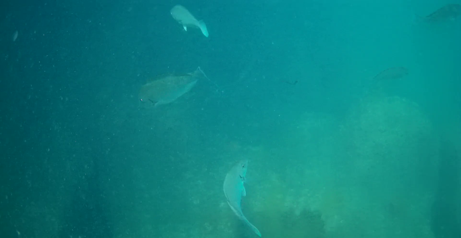 石部漁港　釣り　水中写真