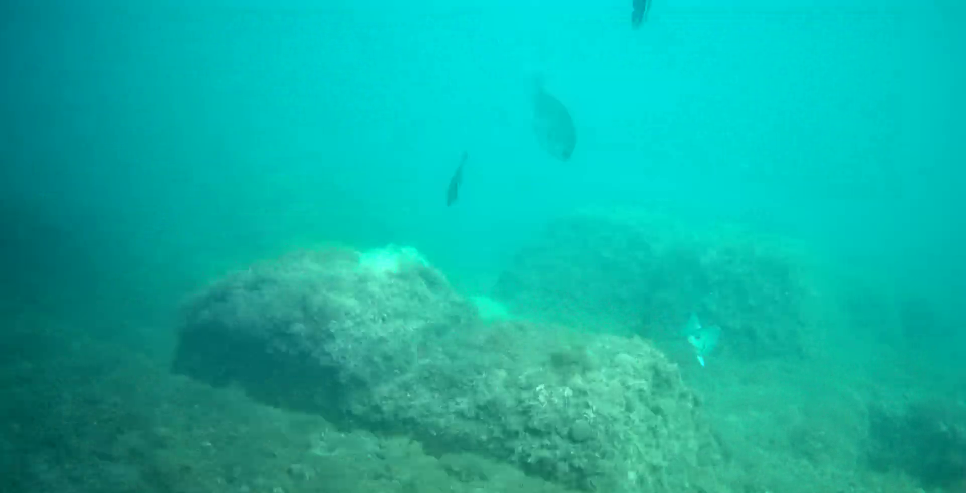 石部漁港　釣り　水中写真