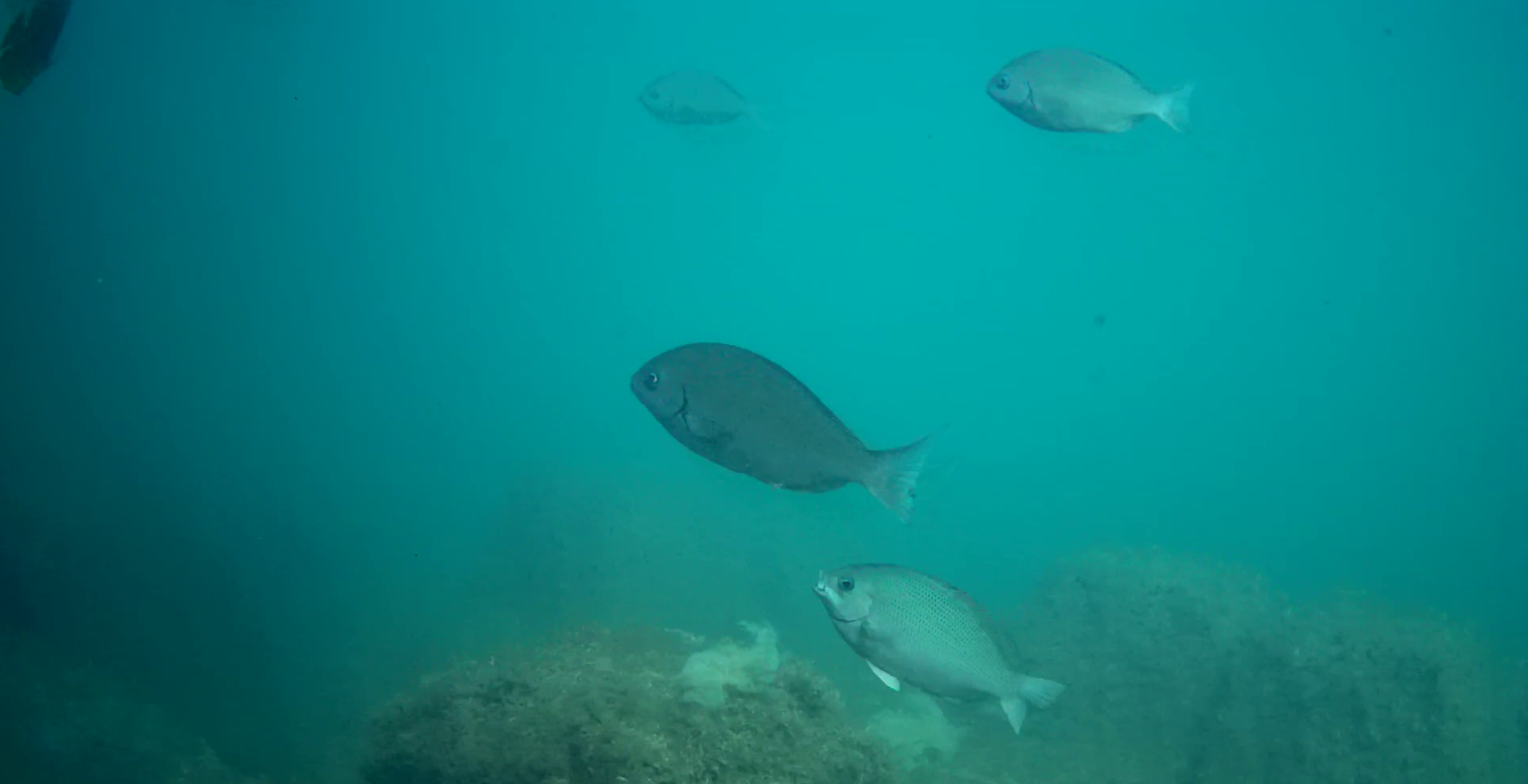 石部漁港　釣り　水中写真