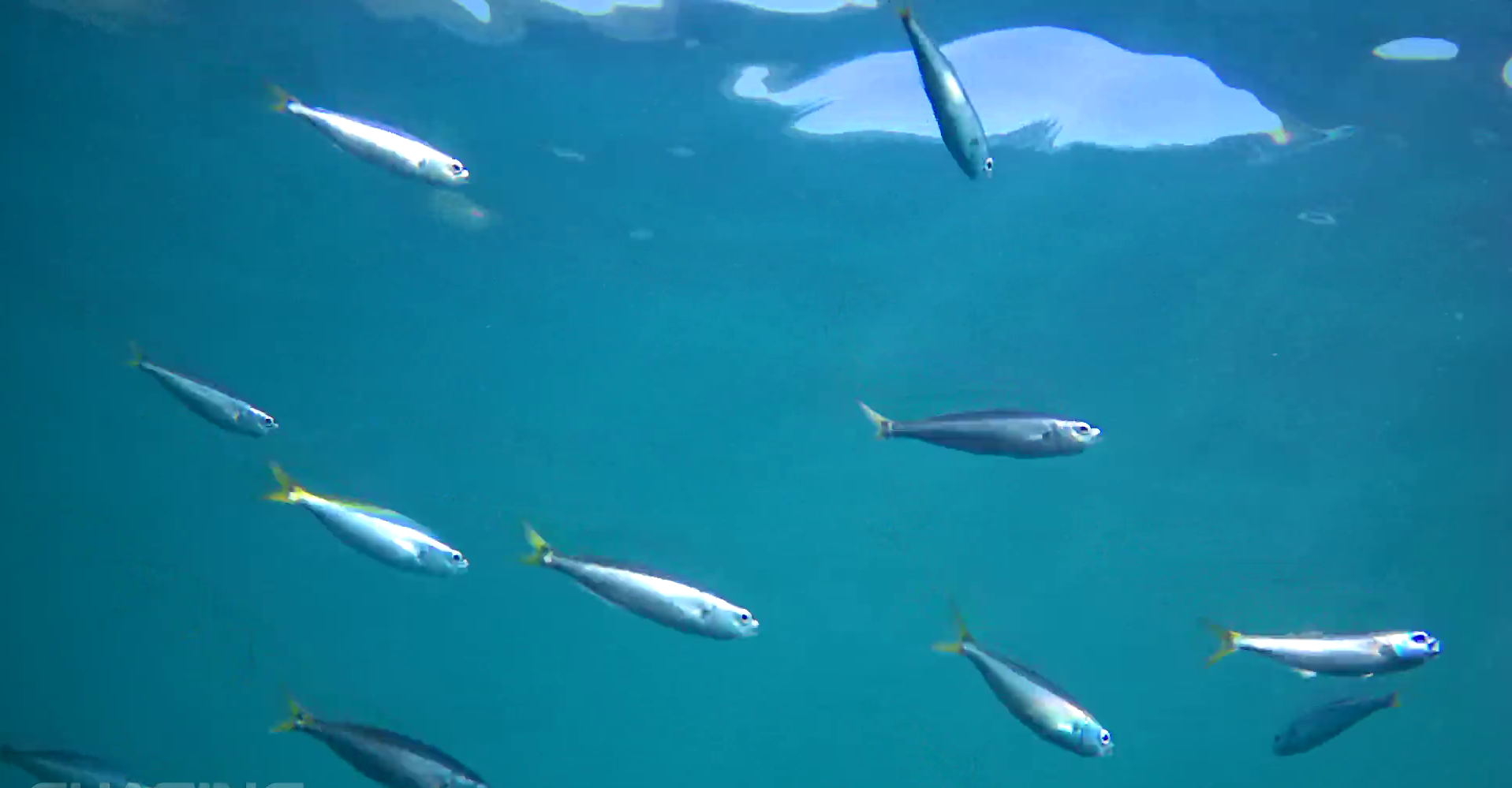石部漁港　釣り　水中写真