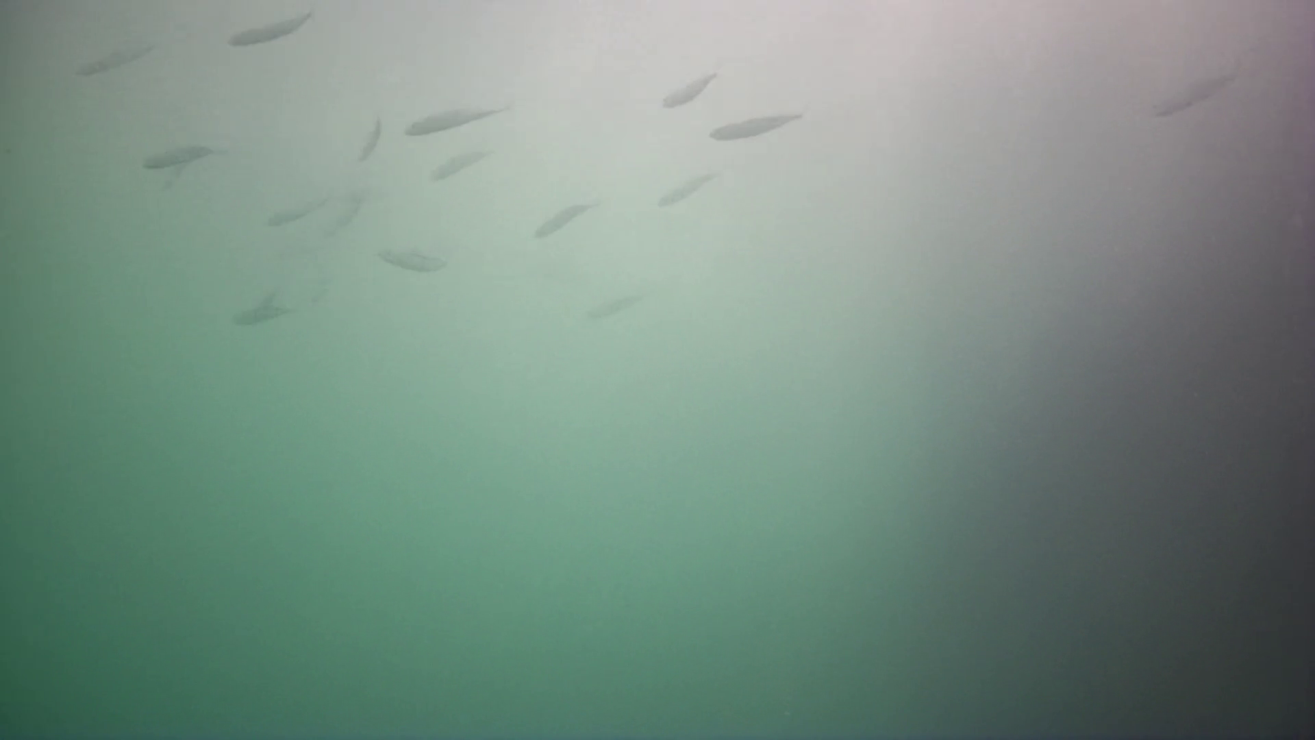 雲見漁港　釣り　水中映像