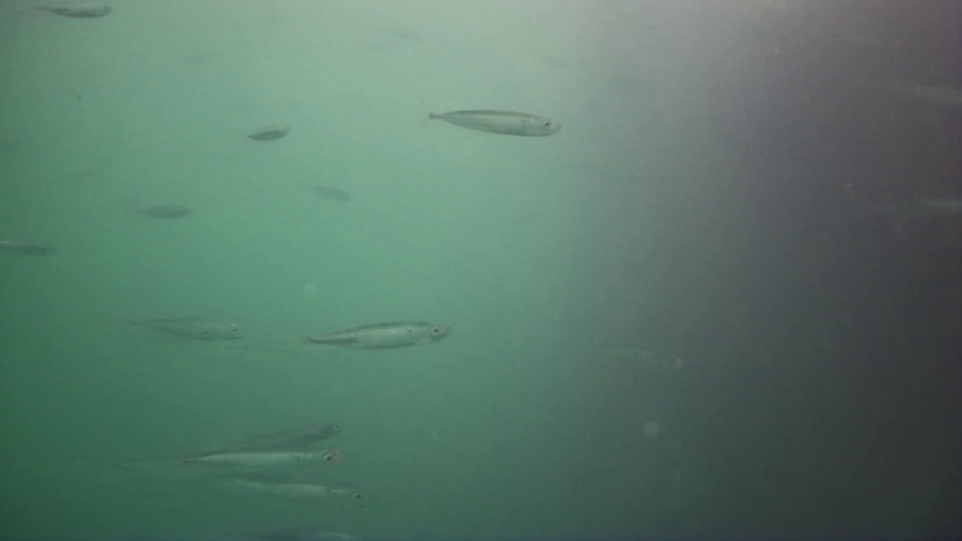 雲見漁港　釣り　水中映像