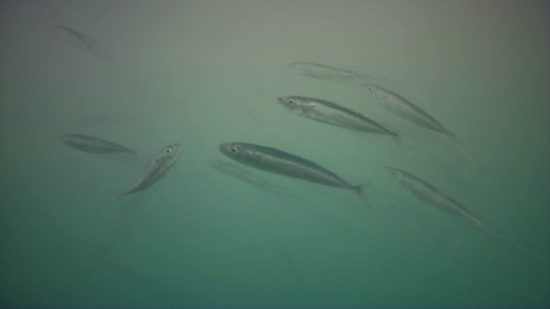 雲見漁港　釣り　水中映像