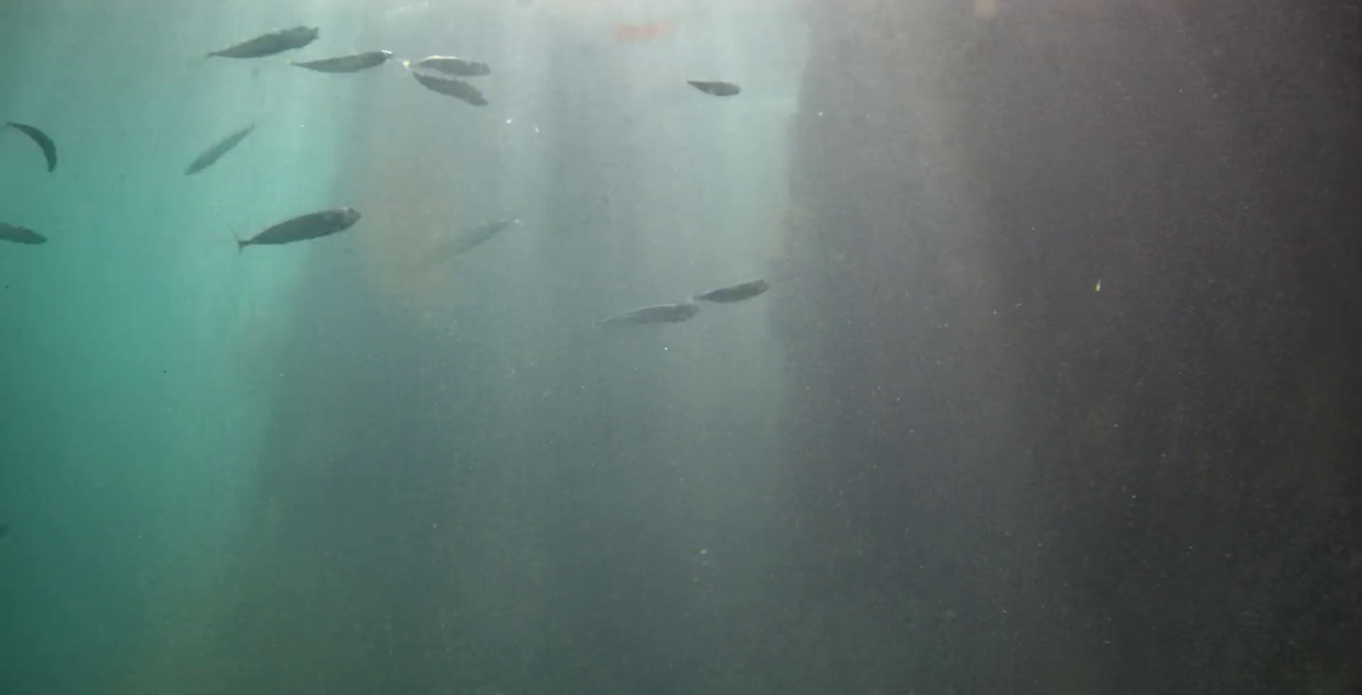 石部漁港　釣り　水中写真