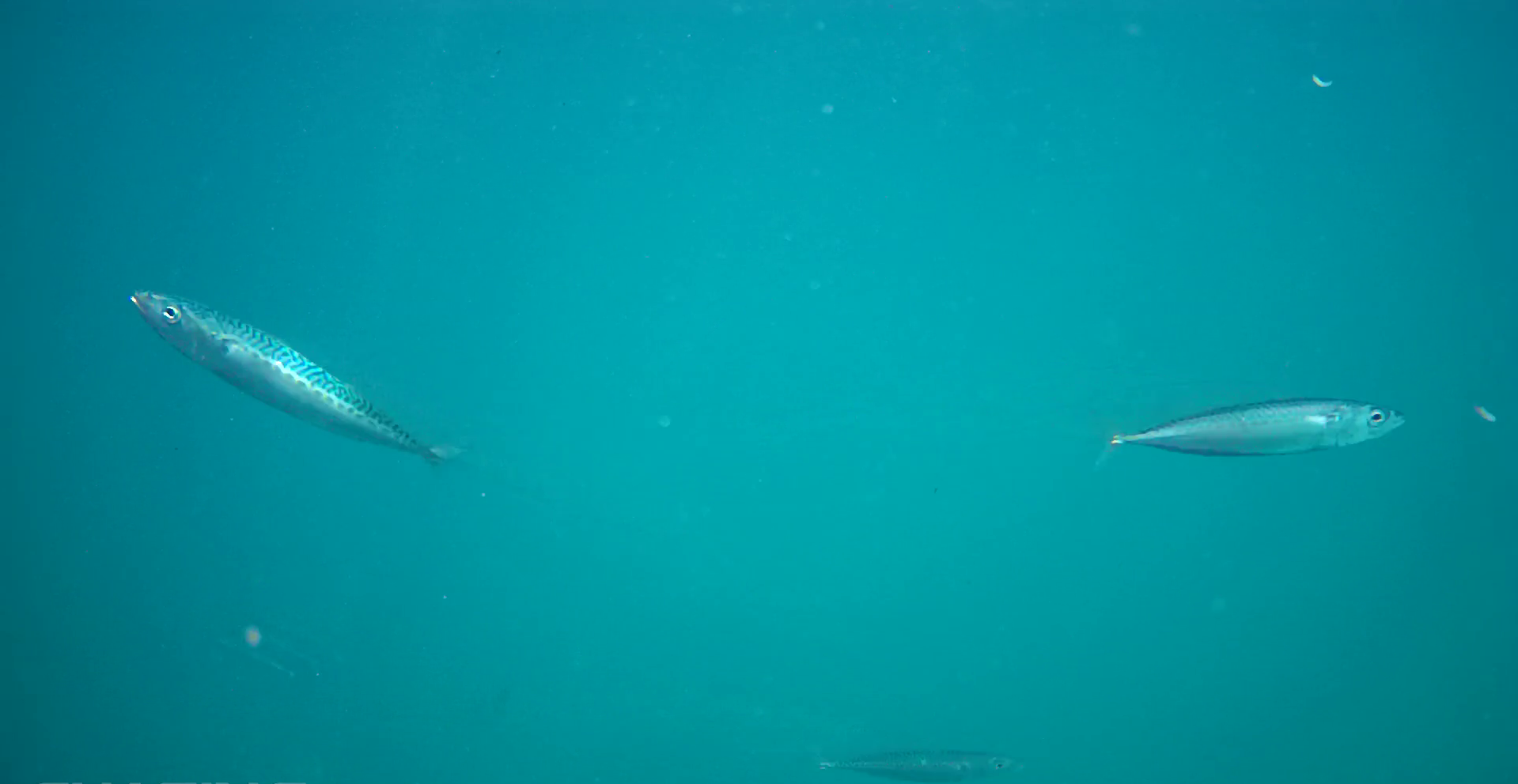 石部漁港　釣り　水中写真