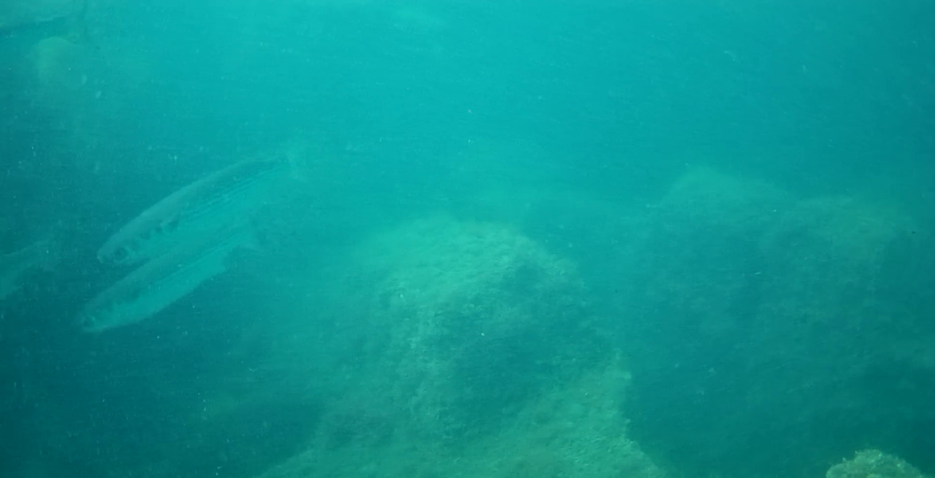 石部漁港　釣り　水中写真
