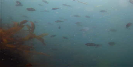 長島＆黒島　水中映像