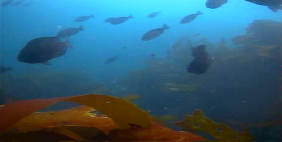 長島＆黒島　水中映像