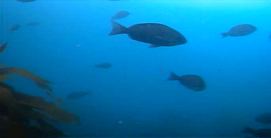 長島＆黒島　水中映像