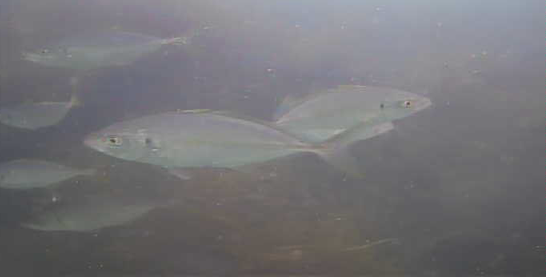 名倉漁港 釣り 水中映像