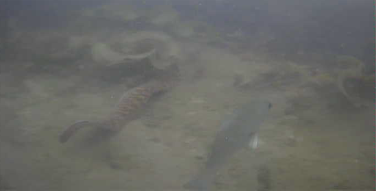 名倉漁港 釣り 水中映像