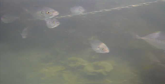 名倉漁港 釣り 水中映像