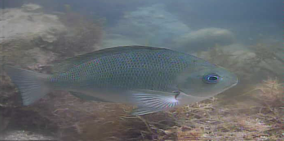 名倉漁港 釣り 水中映像