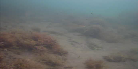 南房総　磯笛公園　釣り　水中映像