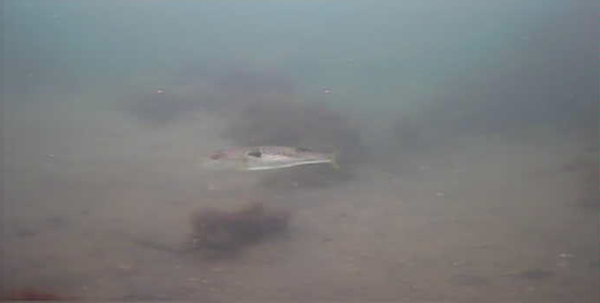 南房総　磯笛公園　釣り　水中映像