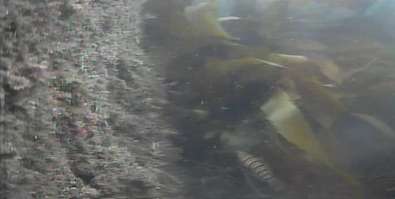 南房総　磯笛公園　釣り　水中映像