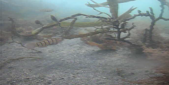 南房総　磯笛公園　釣り　水中映像