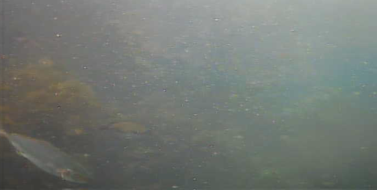 南房総 フローラルホール下の磯 釣り 水中映像